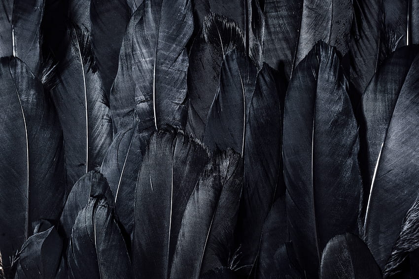 Feather, Dark HD wallpaper