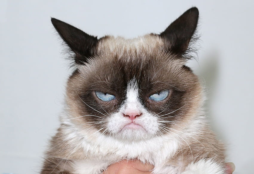 Angry Cat, Grumpy Cat HD тапет