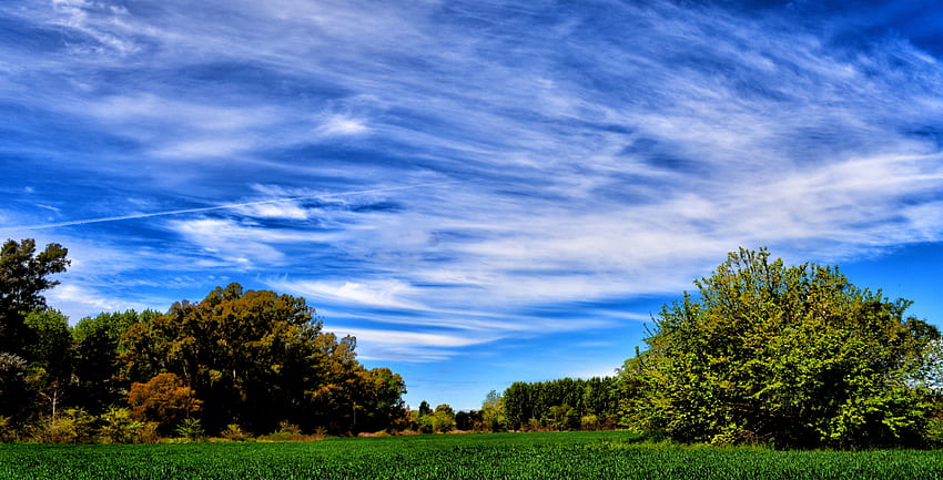 Nature, Trees, Grass, Sky, Summer, Field HD wallpaper