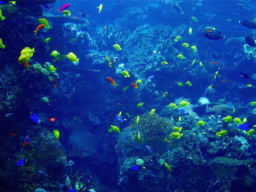 Aquarium full of Fish, Blue Color, Aquarium, rocks, Fish HD wallpaper