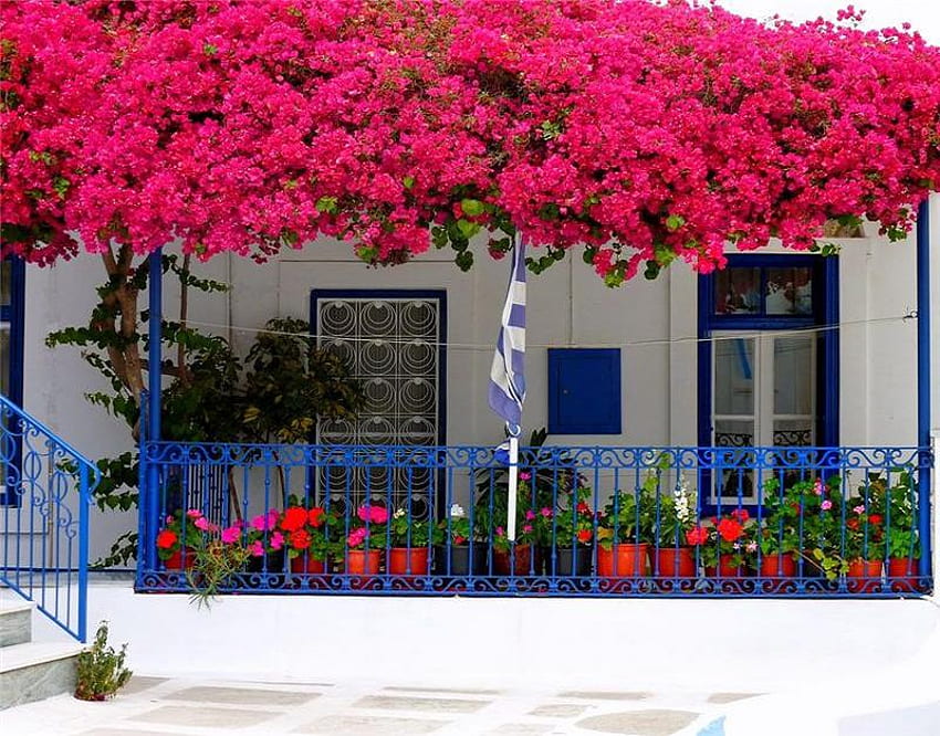 Baldachin rosa, weiß, Geschäft, Pflanzen, blaue Zierleiste, Geländer, Blumenbaldachin HD-Hintergrundbild