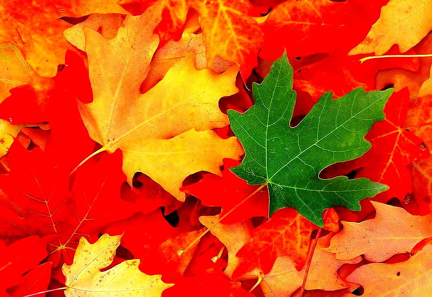 Minimalist Leaves, Maple Leaf, Red . TOP pics, Maple Leaf Tree HD wallpaper