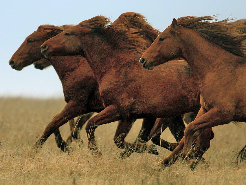 ロシアの草原のドン・ムスタング。 Horses, Wild horses running, 美しい馬 高画質の壁紙