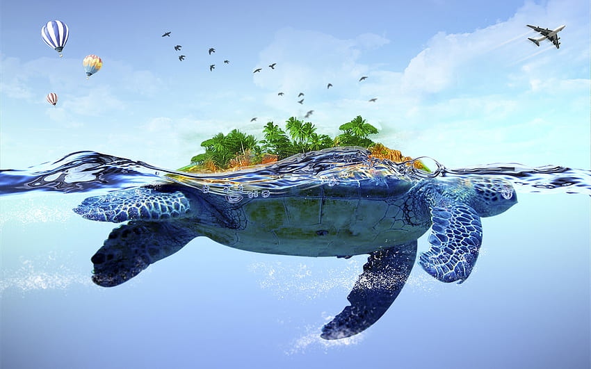 Turtle Collection, Funny Turtle HD wallpaper