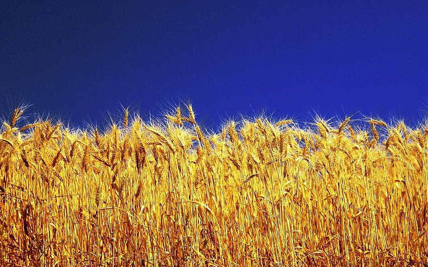 wheat, blue sky, the flag of ukraine HD wallpaper