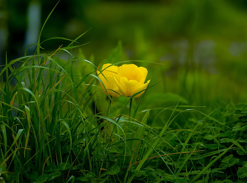 Hierba, tulipanes amarillos, flor. fondo de pantalla