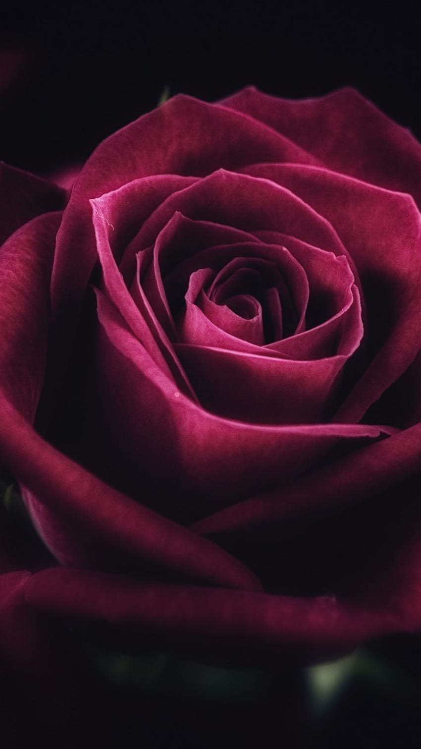 New Pink Rose Close Leaves Fleur Pétales Fleurs Roses Green Up, Lotus Fond d'écran de téléphone HD