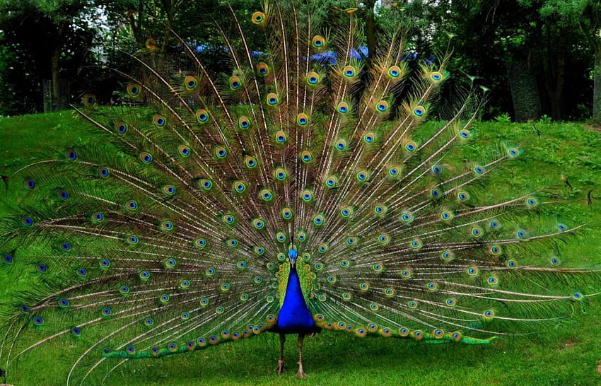 Datos hermosos del pájaro pavo real, la mayoría fondo de pantalla