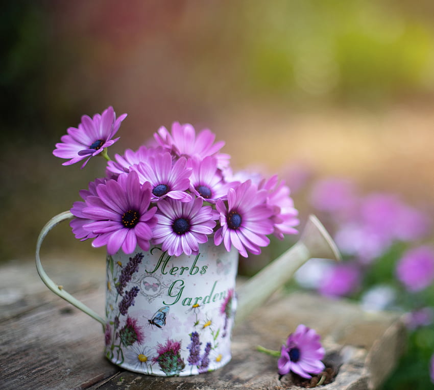 Purple flowers, flower pot HD wallpaper