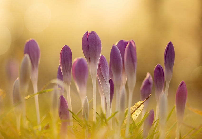 Krokusse, Rosa, Krokus, Gelb, Blume, Frühling HD-Hintergrundbild