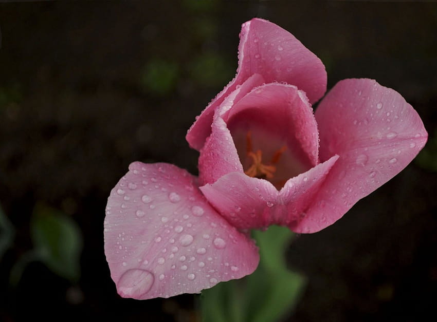 Fresh pink, tulip, pink, wet, dew, fresh, water HD wallpaper