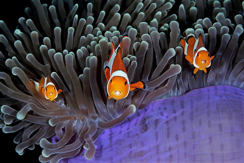 Twój dom i mój dom, Clown anemonefish, anemony, symbiotyczny, Lembeth, Indonezja, pasożytnicze równonogi Tapeta HD