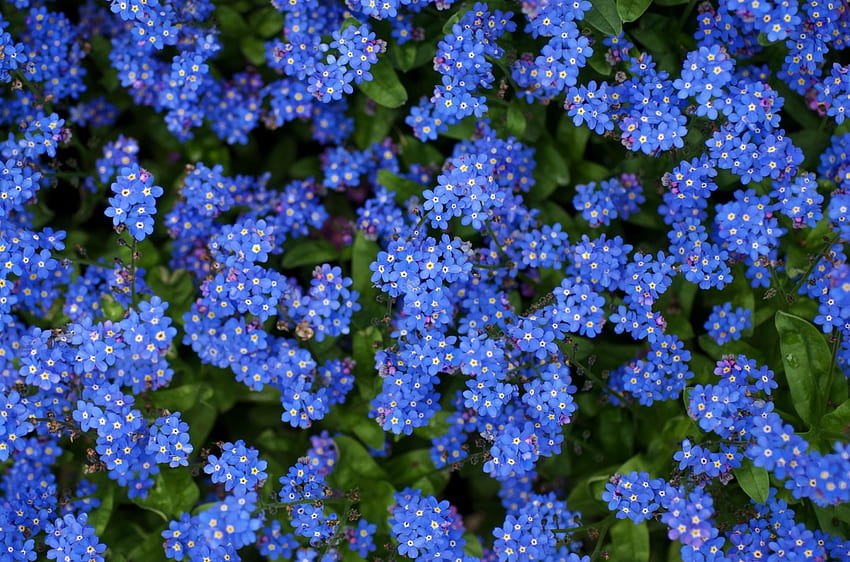 Flowers, Bright, Small, Forget-Me-Nots HD wallpaper