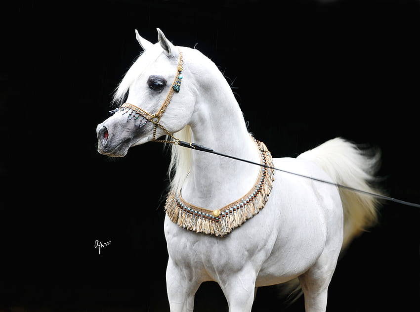 Mishaal, kuda, putih, abu-abu, arab, oriental Wallpaper HD