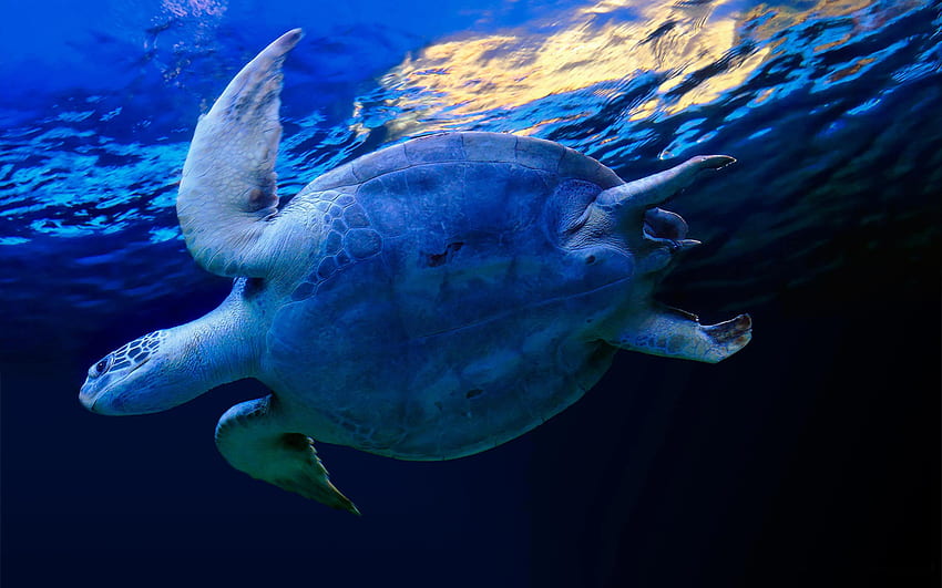 żółw morski, zwierzę, morski, żółw, ocean Tapeta HD