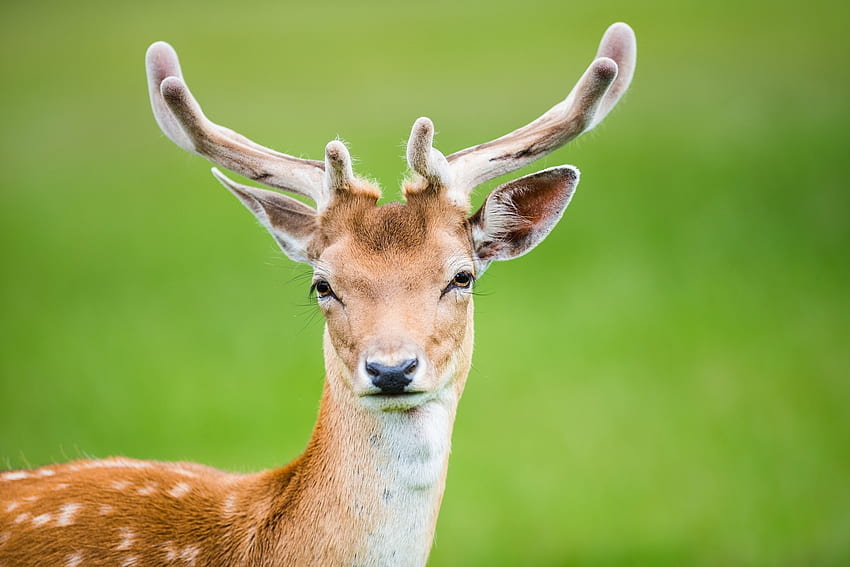 Animals, Spotty, Spotted, Deer, Horns HD wallpaper