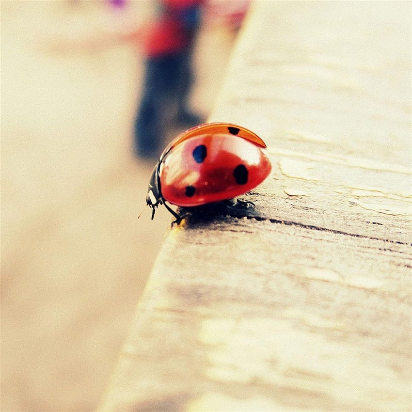 Pure Cute Ladybug Beside Wood iPad Air . iPhone , iPad . iPad air , Ladybug , Miraculous ladybug HD phone wallpaper