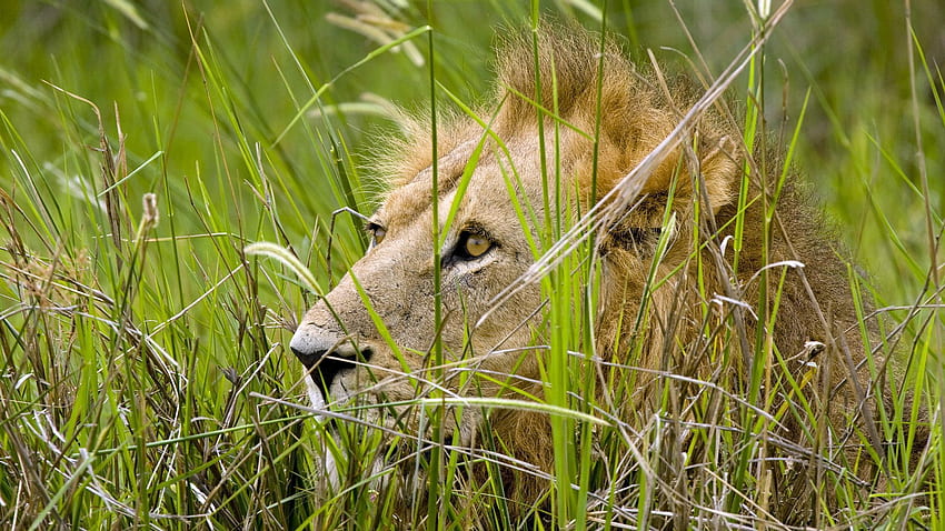 สัตว์ หญ้า นั่ง สิงโต นักล่า หนังสัตว์ วอลล์เปเปอร์ HD