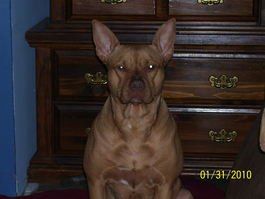 Venus the red nose pitbull cross, cão, pharoah hound, red nose, pitbull papel de parede HD