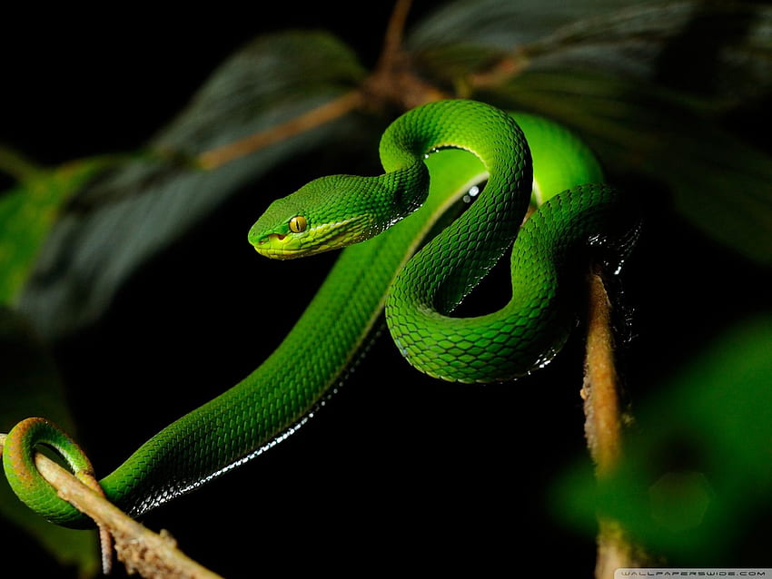White Lipped Pit Viper Snake Ultra Background HD wallpaper