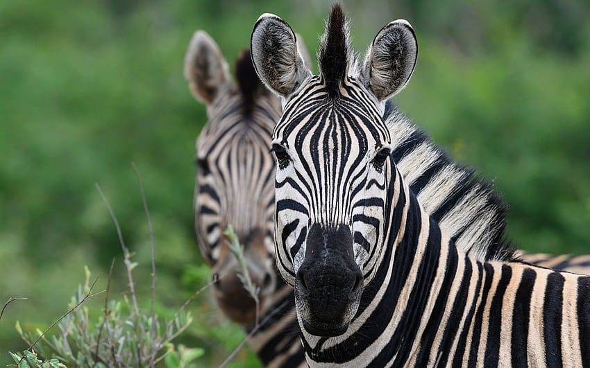 зебра, дива природа, диви животни, зебри, Африка, джунгла, двойка зебри HD тапет