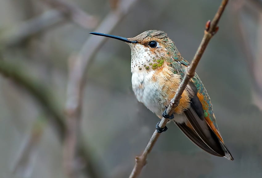 Humming-bird, branch, bird, colibri, cute HD wallpaper