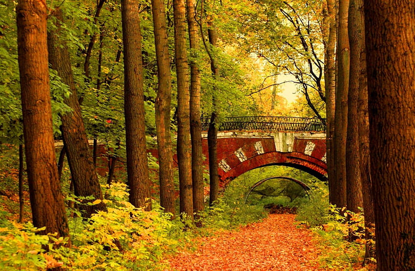Autumn bridge, colorful, colors, walk, serenity, quiet, trees, autumn, path, fall, falling, leaves, branches, bridge, nature, calmness, forest, foliage HD wallpaper