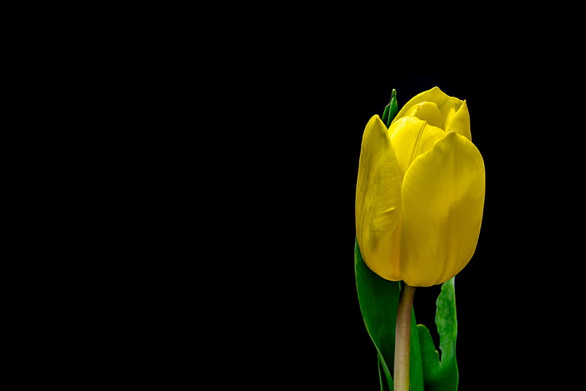 Fleur, Fleurs, Plantes, Pétales, Tulipe Fond d'écran HD
