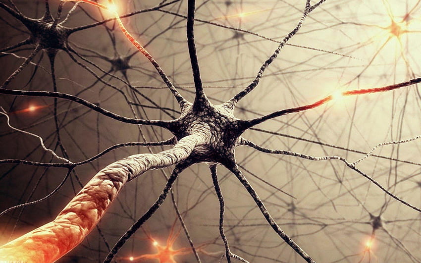 Neurone, cervello neurone Sfondo HD