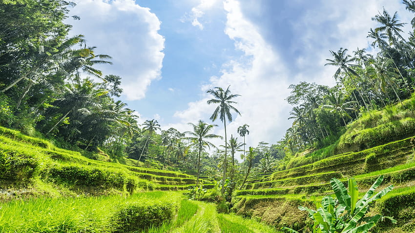 Bali Endonezya'da pirinç tarlası çeltik manzarası. Asya çiftliği tarımı, Pirinç Tarlaları Bali Endonezya HD duvar kağıdı