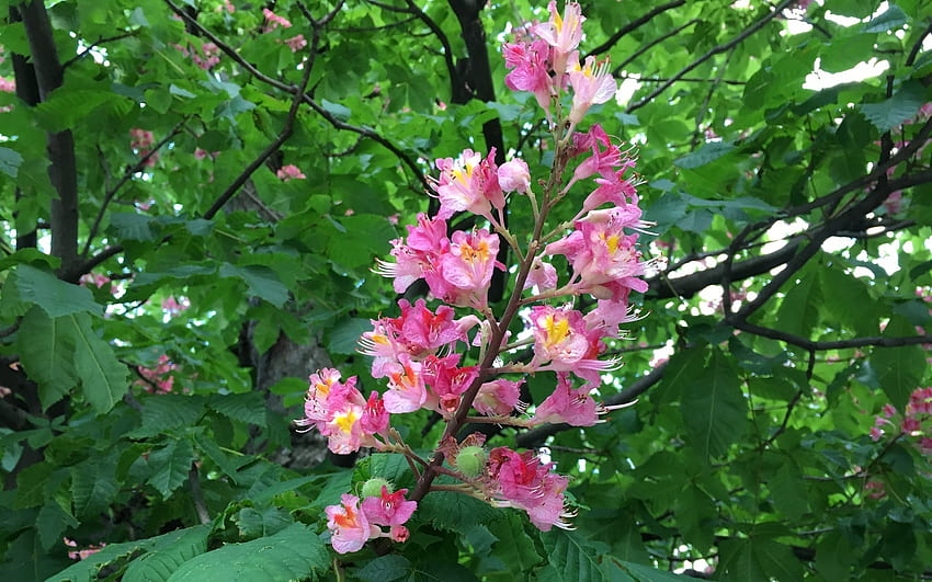 Fiore di castagno, rosa, castagno, fiore, albero Sfondo HD