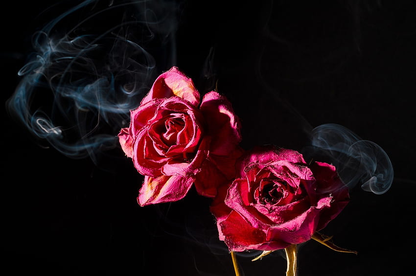 Smoky roses, rose, pink, black, flower, smoke HD wallpaper
