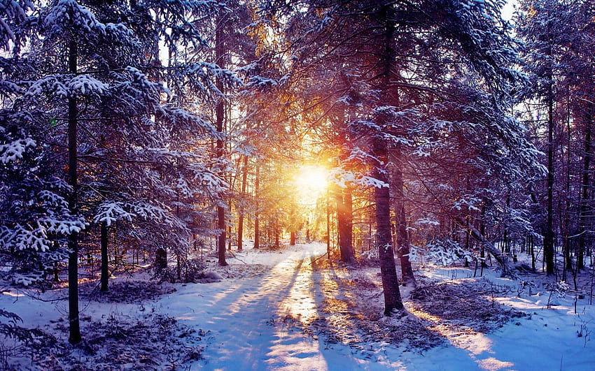 自然, 木, 太陽, 雪, 輝き, 光, 森, 茂み 高画質の壁紙