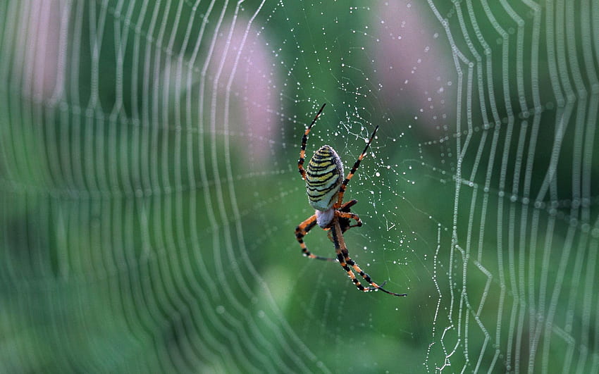 Web, Drops, Macro, Spider HD wallpaper
