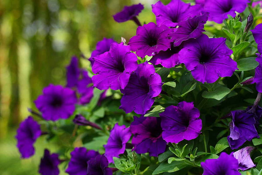 How to Identify and Manage Common Petunia Pests. Gardener's Path HD wallpaper