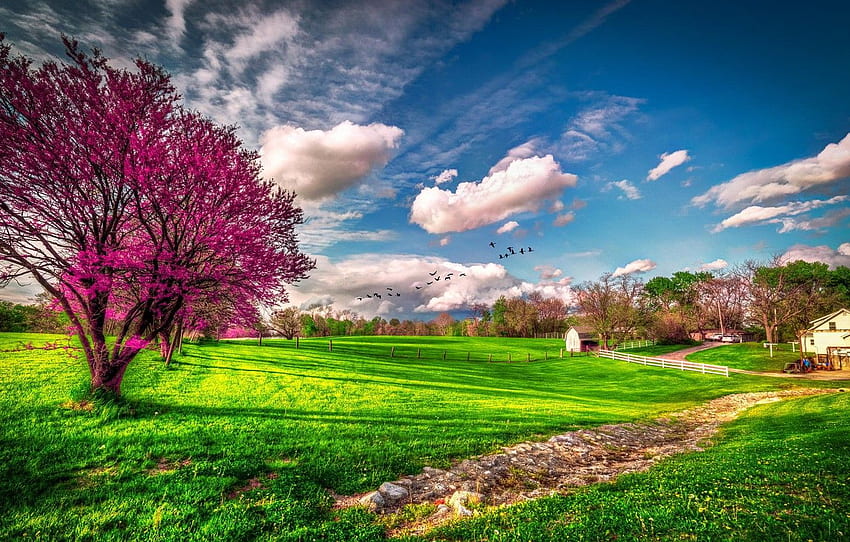 verdes, grama, nuvens, árvore, primavera, EUA, florescimento, fazenda, Missouri para, seção пейзажи, Spring Barn papel de parede HD