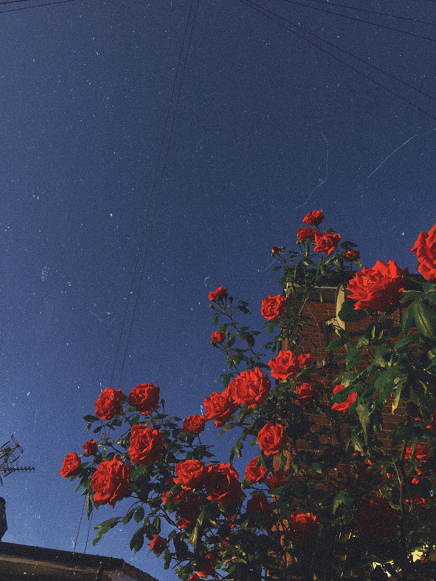 ܨjasmine On Grunge Aesthetic. Flower Aesthetic, Grunge Rose Aesthetic HD  phone wallpaper | Pxfuel