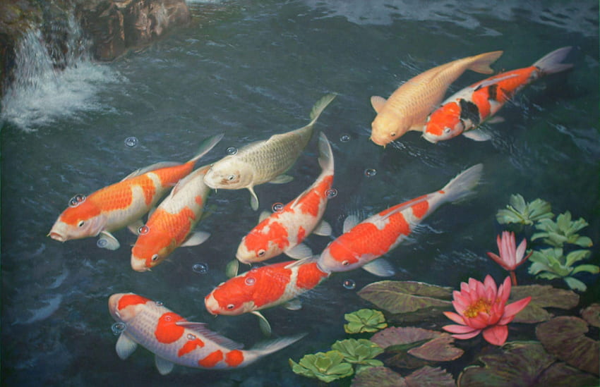 Koi Fish . mascotas Trigo, Koi Pond HD wallpaper