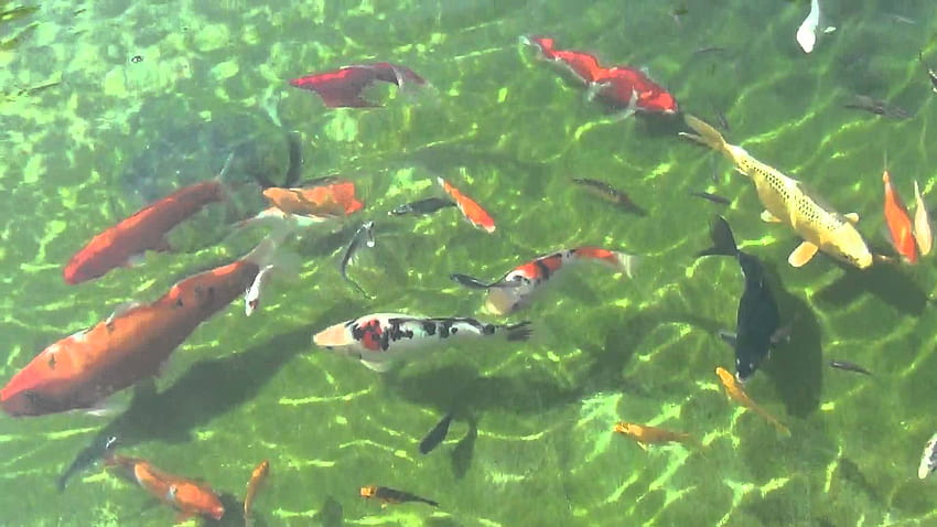 Klares Wasser Koi-Teich, grüne Koi-Fische HD-Hintergrundbild