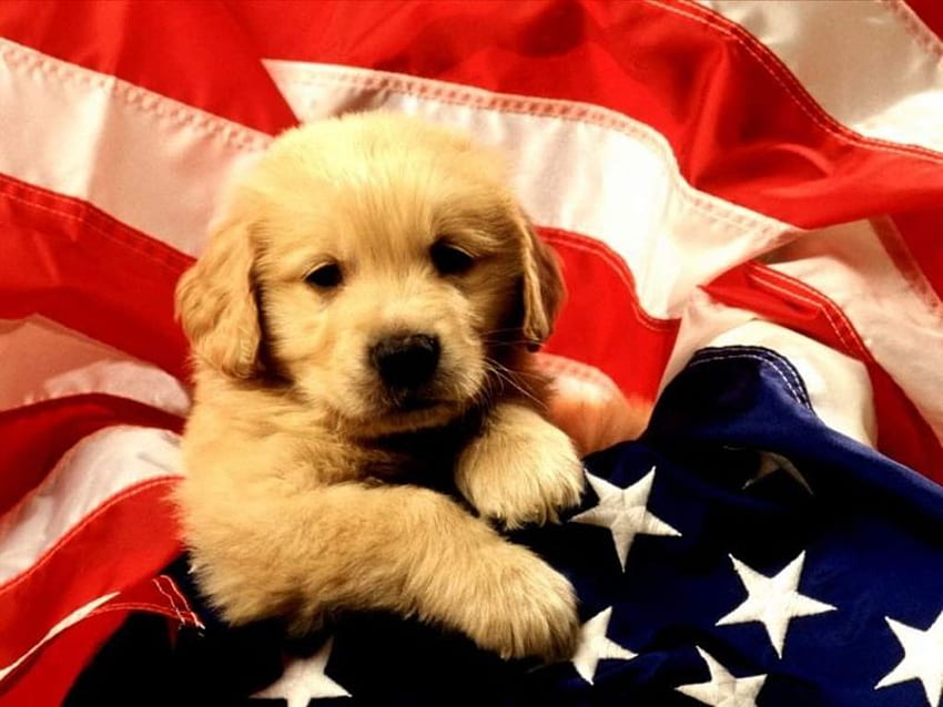 Anak Anjing Amerika, anjing, imut, anak anjing, luar biasa Wallpaper HD
