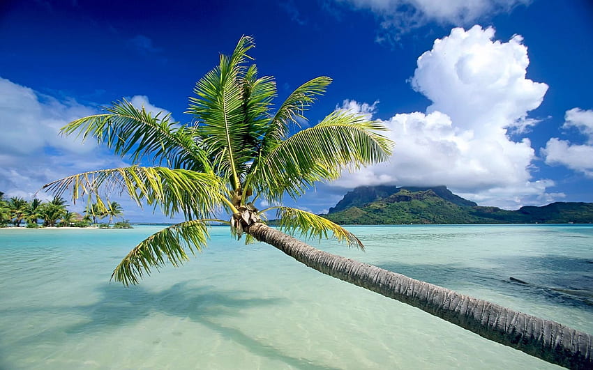 Natur, Wasser, Bäume, Himmel, Strand, Palmen, Ruhe, Entspannung HD-Hintergrundbild