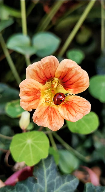 Nasturtium HD phone wallpaper | Pxfuel