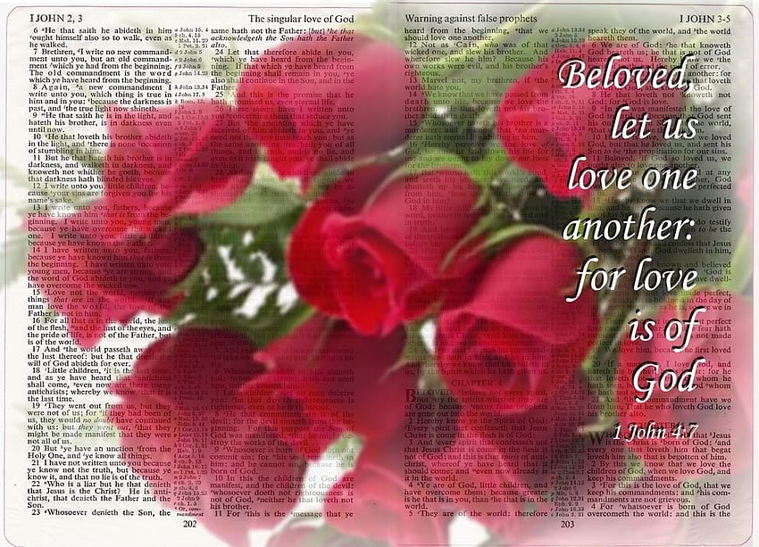 Red roses and a open bible., red roses, meaningful, beautiful, bible verse HD wallpaper