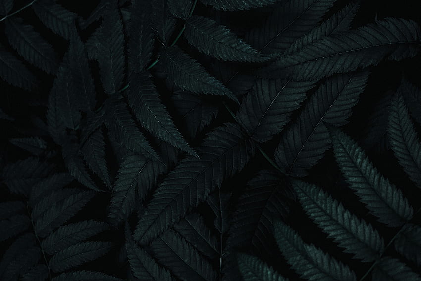 Blätter, Strauch, Pflanze, dunkel, geschnitzt HD-Hintergrundbild