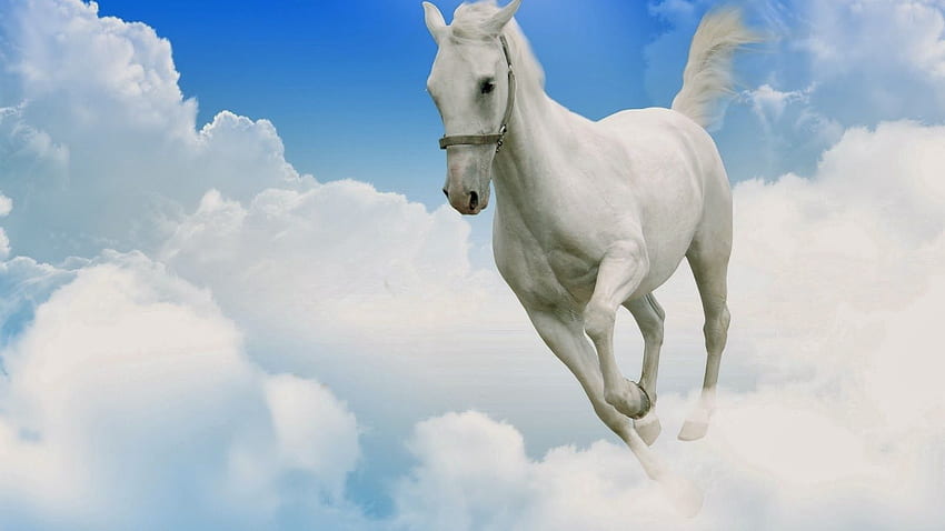 Cool Running White Horse HD wallpaper | Pxfuel
