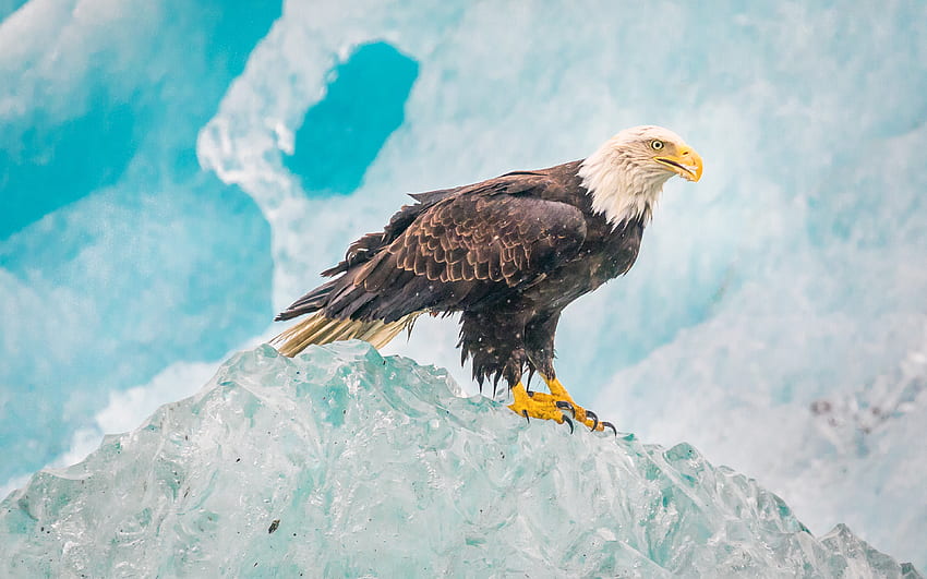 Eagle, Iceberg Of Alaska, , , Background, Yrn7kc, Bald Eagle HD wallpaper