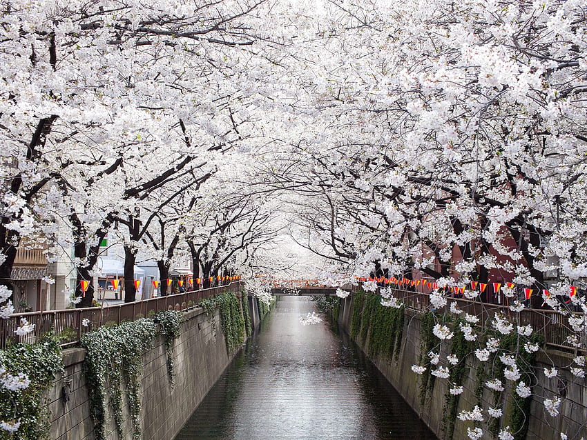 Die schönsten Orte Japans. Condé Nast Traveler, ästhetischer Ort HD-Hintergrundbild