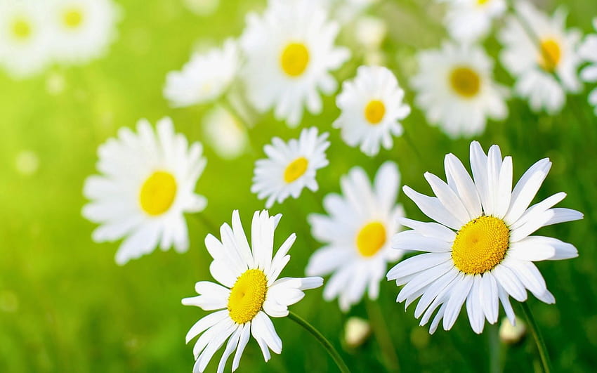 Nét đẹp yên bình của hoa cúc trắng trong ngày trời trong xanh khiến cho mọi thứ xung quanh trở nên yên tĩnh hơn. Nhấp chuột để được chiêm ngưỡng tác phẩm nghệ thuật tự nhiên này.