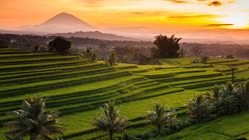 Jatiluwih rice terraces at sunrise, Bali, Indonesia. Windows 10 Spotlight HD wallpaper