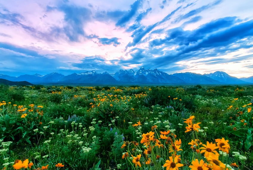 Bunga Liar Di The Tetons, biru, puncak bersalju, putih, Cantik, Taman Nasional, bidang, hijau, kuning, awan, bunga, langit, pegunungan, matahari terbenam Wallpaper HD